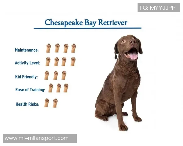 美国队新吉祥物班纳灵感源自切萨皮克湾寻猎犬的故事